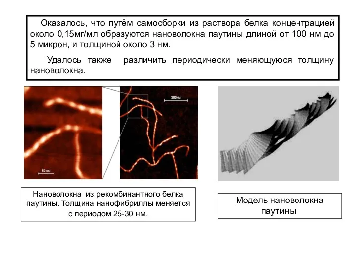 Оказалось, что путём самосборки из раствора белка концентрацией около 0,15мг/мл образуются