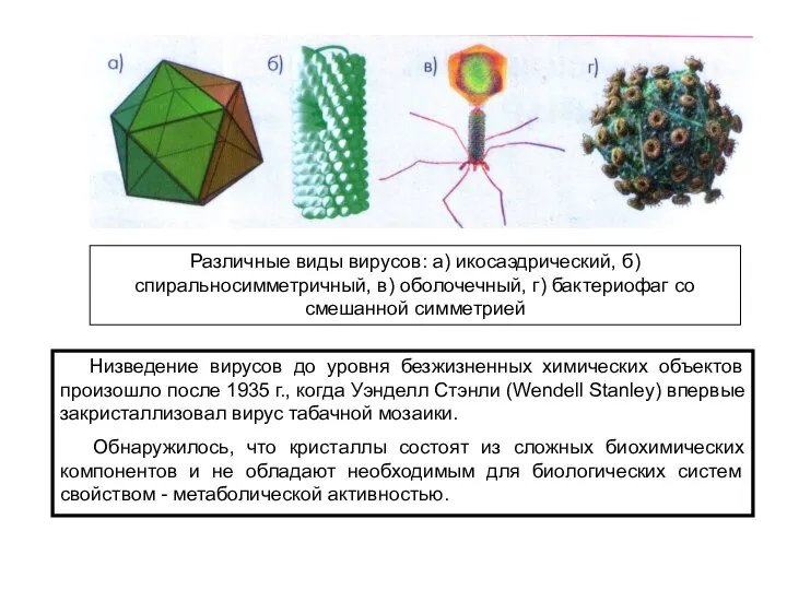 Различные виды вирусов: а) икосаэдрический, б)спиральносимметричный, в) оболочечный, г) бактериофаг со