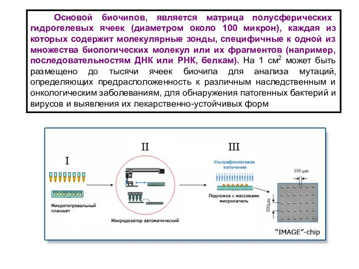 Основой биочипов, является матрица полусферических гидрогелевых ячеек (диаметром около 100 микрон),