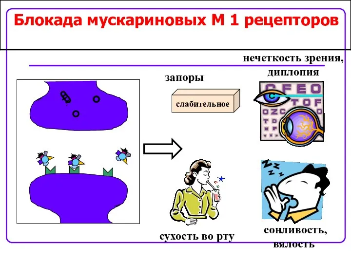 Блокада мускариновых M 1 рецепторов сонливость, вялость слабительное запоры нечеткость зрения, диплопия сухость во рту