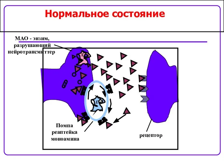 E E E МАО - энзим, разрушающий нейротрансмиттер Нормальное состояние Помпа реаптейка моноамина рецептор