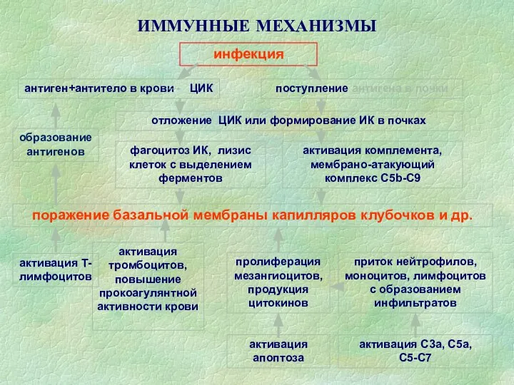 ИММУННЫЕ МЕХАНИЗМЫ инфекция