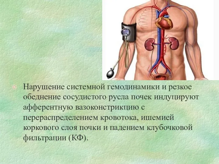 Нарушение системной гемодинамики и резкое обеднение сосудистого русла почек индуцируют афферентную