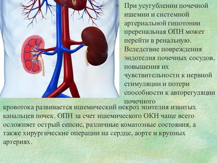 При усугублении почечной ишемии и системной артериальной гипотонии преренальная ОПН может