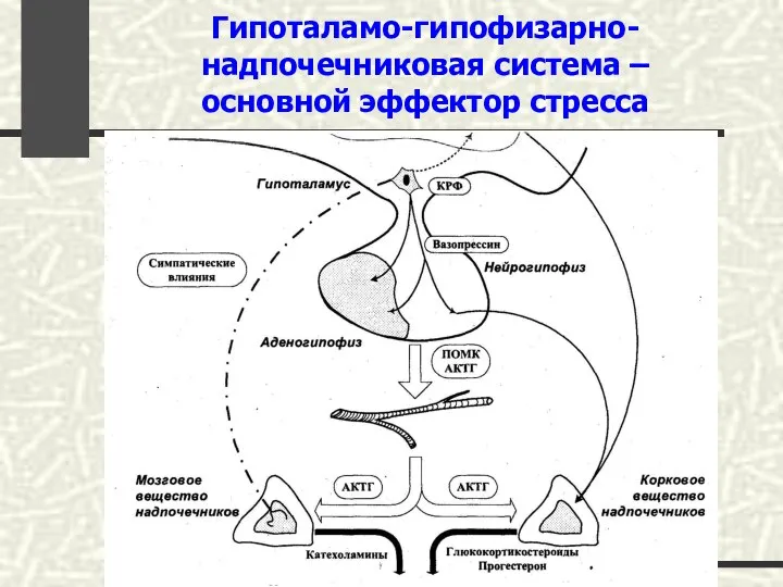 Гипоталамо-гипофизарно- надпочечниковая система – основной эффектор стресса