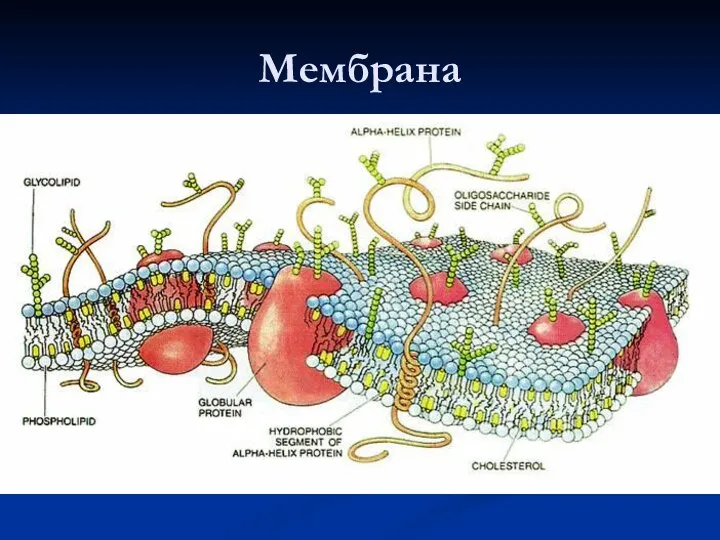 Мембрана