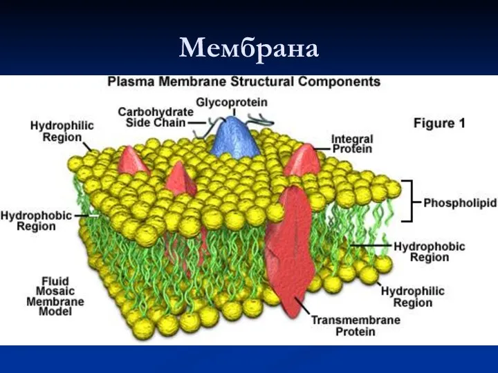 Мембрана