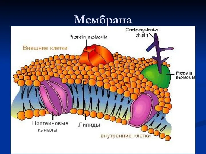 Мембрана