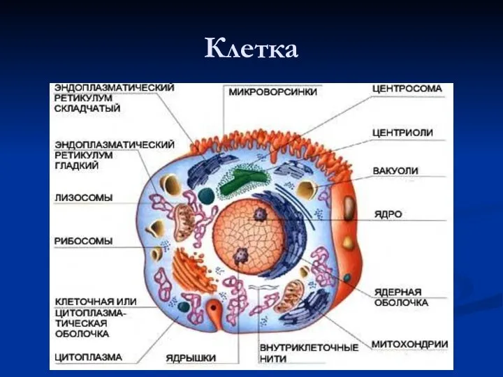 Клетка