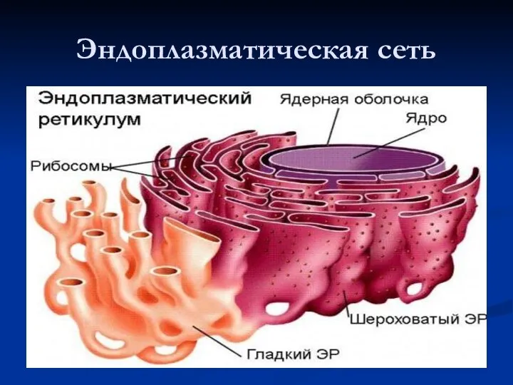 Эндоплазматическая сеть