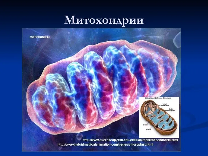 Митохондрии