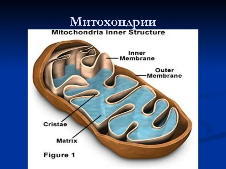 Митохондрии