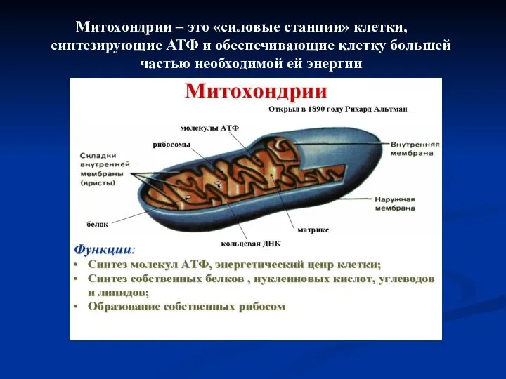 Митохондрии – это «силовые станции» клетки, синтезирующие АТФ и обеспечивающие клетку большей частью необходимой ей энергии