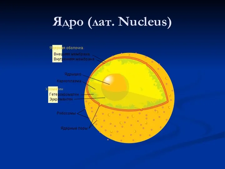 Ядро (лат. Nucleus)