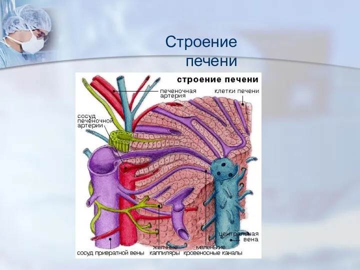 Строение печени