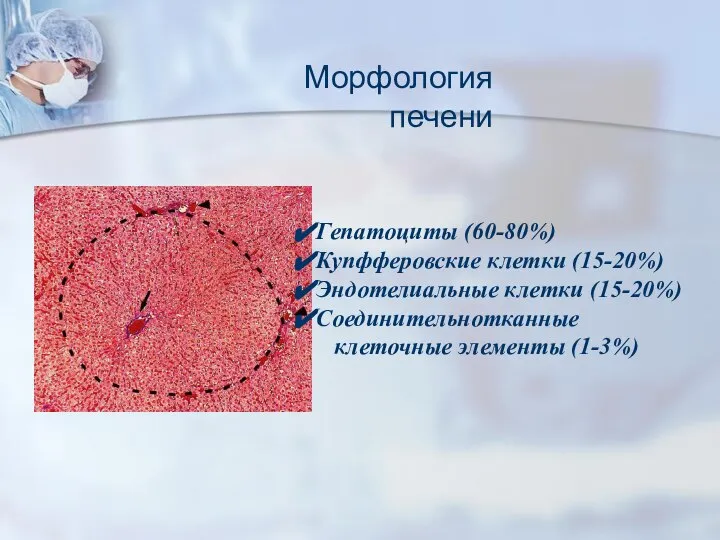 Морфология печени Гепатоциты (60-80%) Купфферовские клетки (15-20%) Эндотелиальные клетки (15-20%) Соединительнотканные клеточные элементы (1-3%)