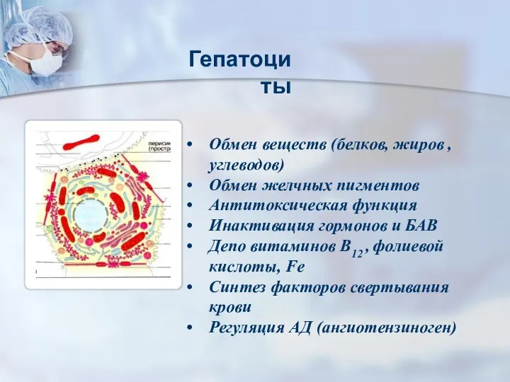 Гепатоциты Обмен веществ (белков, жиров , углеводов) Обмен желчных пигментов Антитоксическая