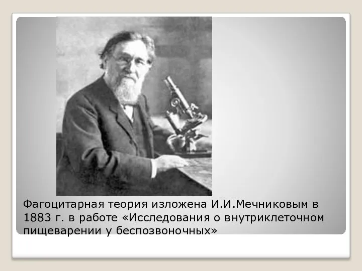 Фагоцитарная теория изложена И.И.Мечниковым в 1883 г. в работе «Исследования о внутриклеточном пищеварении у беспозвоночных»