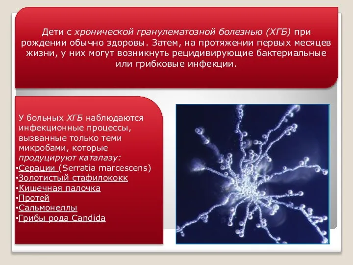 Дети с хронической гранулематозной болезнью (ХГБ) при рождении обычно здоровы. Затем,