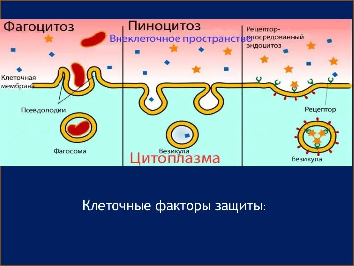 Клеточные факторы защиты: