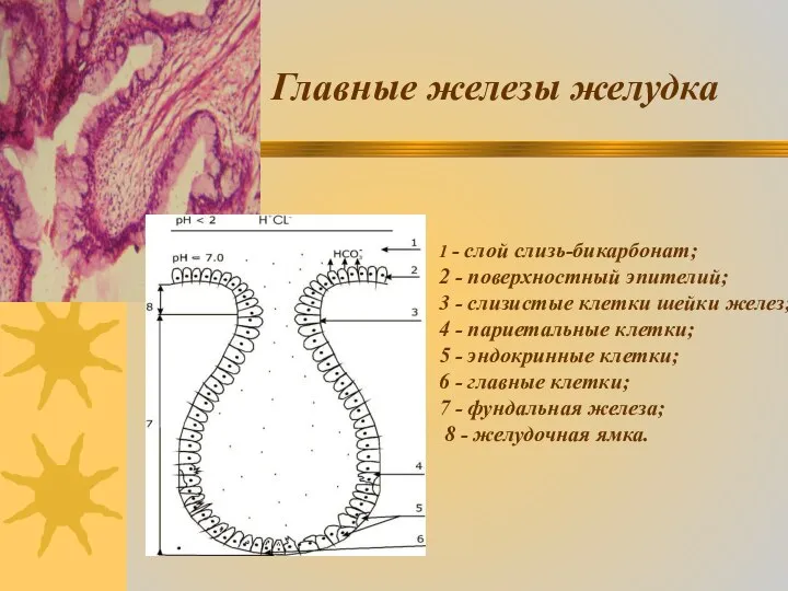 Главные железы желудка 1 - слой слизь-бикарбонат; 2 - поверхностный эпителий;