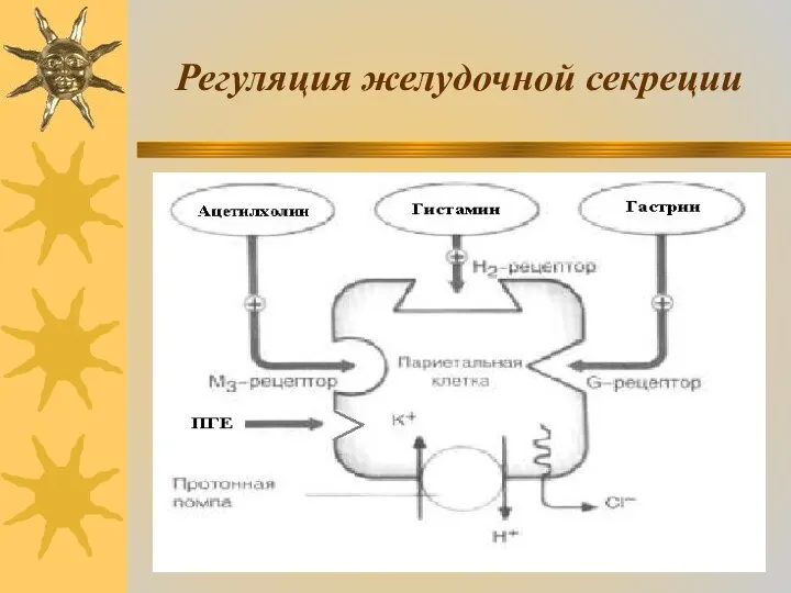 Регуляция желудочной секреции