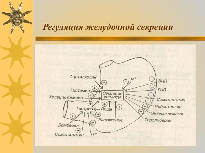 Регуляция желудочной секреции