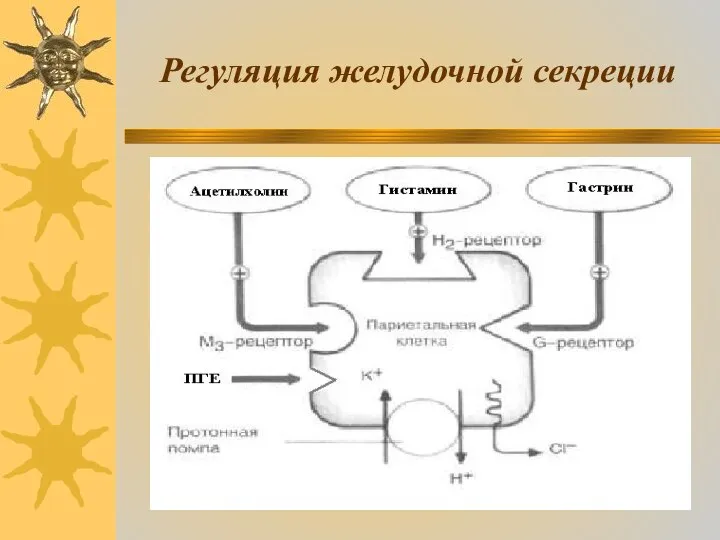 Регуляция желудочной секреции