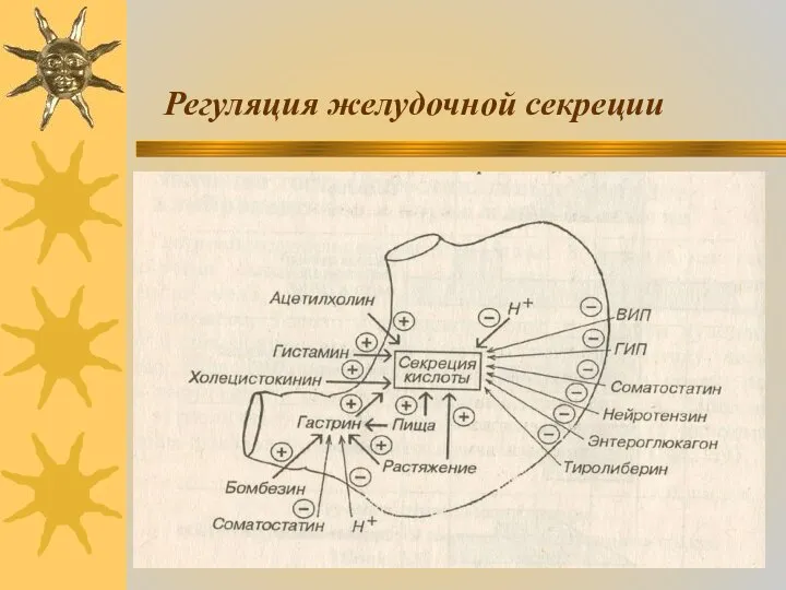 Регуляция желудочной секреции