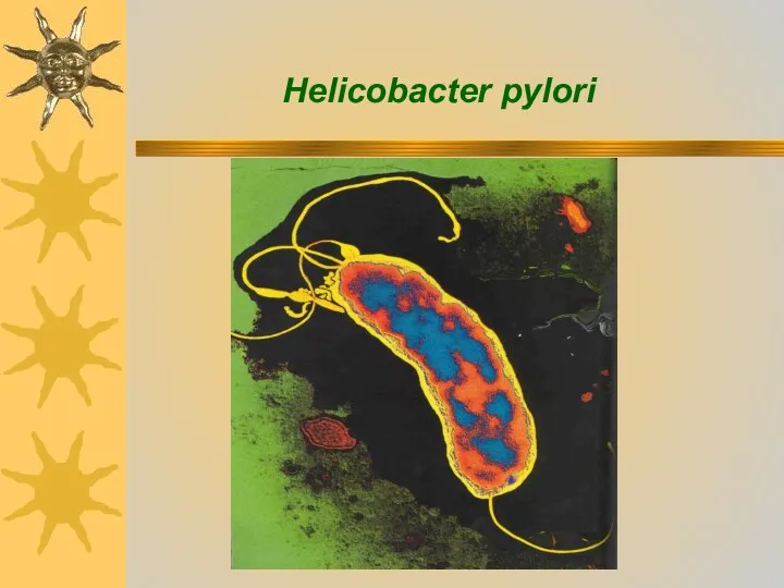 Helicobacter pylori