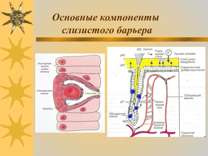 Основные компоненты слизистого барьера