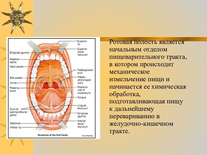 Ротовая полость является начальным отделом пищеварительного тракта, в котором происходит механическое