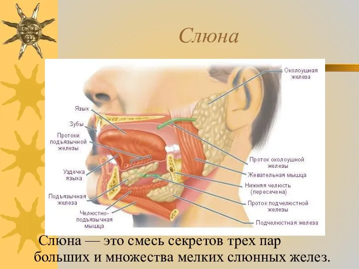 Слюна Слюна — это смесь секретов трех пар больших и множества мелких слюнных желез.