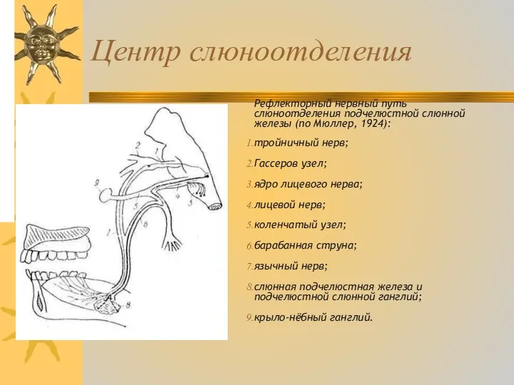 Центр слюноотделения Рефлекторный нервный путь слюноотделения подчелюстной слюнной железы (по Мюллер,