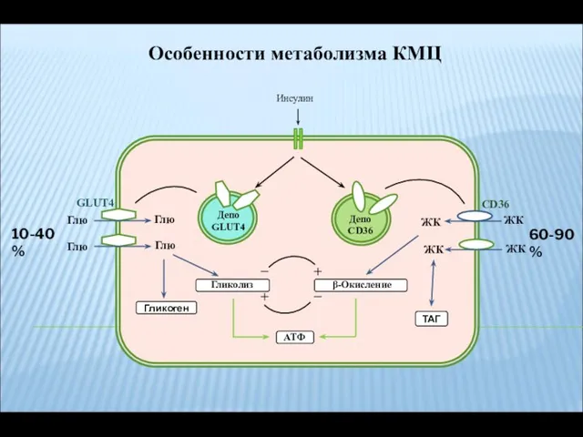 CD36 Инсулин ЖК ЖК ЖК ЖК Глю Гликолиз β-Окисление Гликоген АТФ