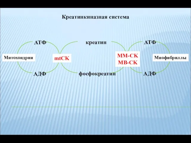 Креатинкиназная система