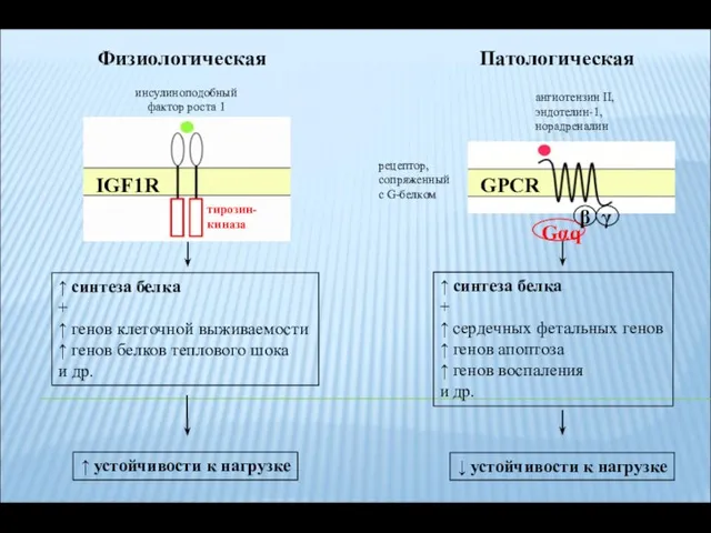 Физиологическая Патологическая GPCR Gαq β γ рецептор, сопряженный с G-белком ангиотензин