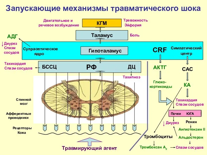 Запускающие механизмы травматического шока Травмирующий агент Кожа Рецепторы РФ Спинной мозг