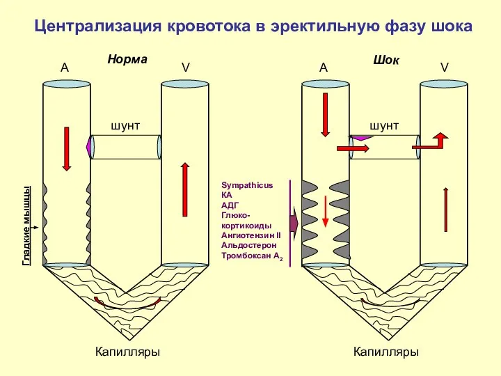 A V шунт Капилляры Шок A V шунт Капилляры Норма Централизация