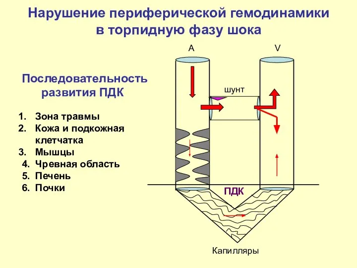 A V шунт Капилляры ПДК Нарушение периферической гемодинамики в торпидную фазу