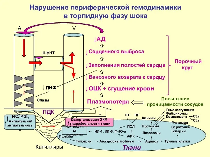 A V шунт Капилляры ПДК Нарушение периферической гемодинамики в торпидную фазу