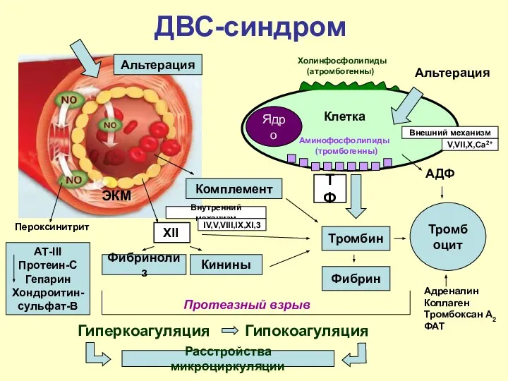 ДВС-синдром Ядро Холинфосфолипиды (атромбогенны) Аминофосфолипиды (тромбогенны) Альтерация Клетка Тромбин Фибрин XII