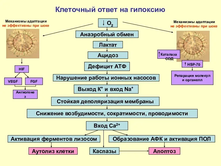 Клеточный ответ на гипоксию О2 Лактат Ацидоз Дефицит АТФ Нарушение работы