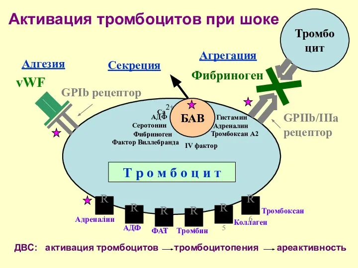 R1 R2 R6 R3 R5 R4 Адреналин АДФ ФАТ Тромбин Коллаген