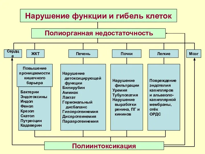 Повышение проницаемости кишечного барьера Бактерии Эндотоксины Индол Фенол Крезол Скатол Путресцин