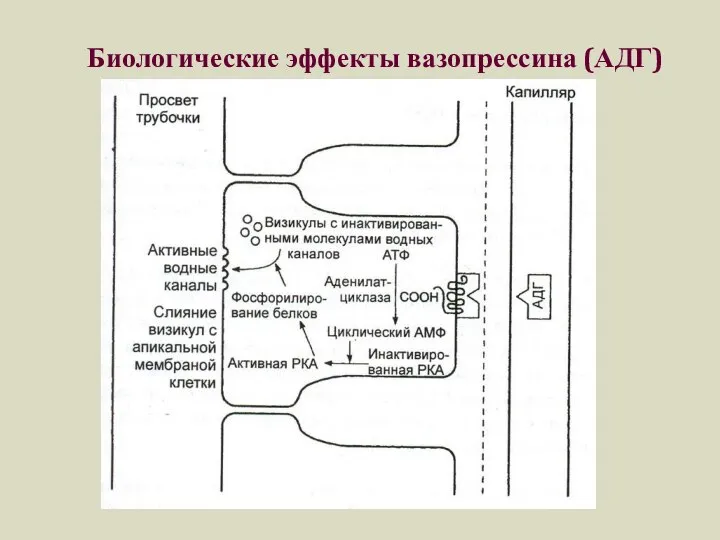 Биологические эффекты вазопрессина (АДГ)