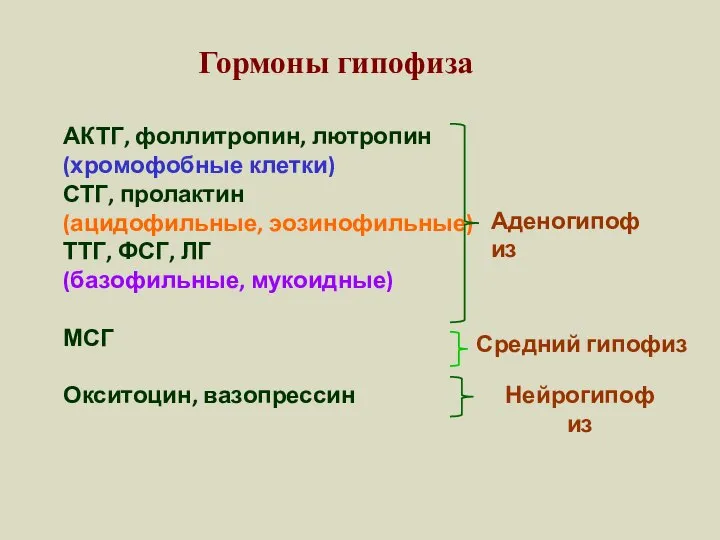 Гормоны гипофиза АКТГ, фоллитропин, лютропин (хромофобные клетки) СТГ, пролактин (ацидофильные, эозинофильные)
