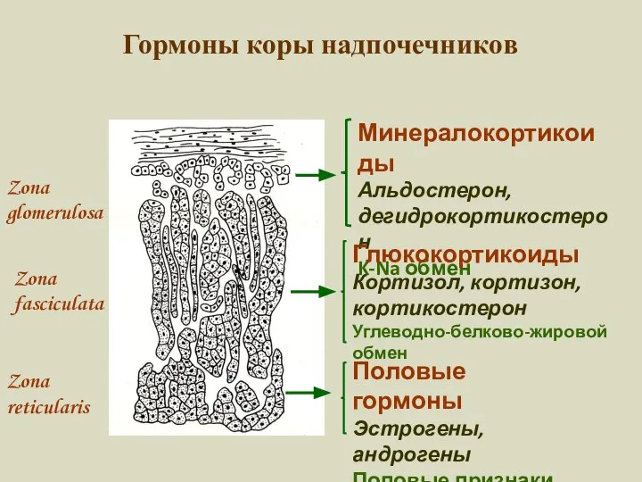 Гормоны коры надпочечников Zona glomerulosa Zona fasciculata Zona reticularis Минералокортикоиды Альдостерон,