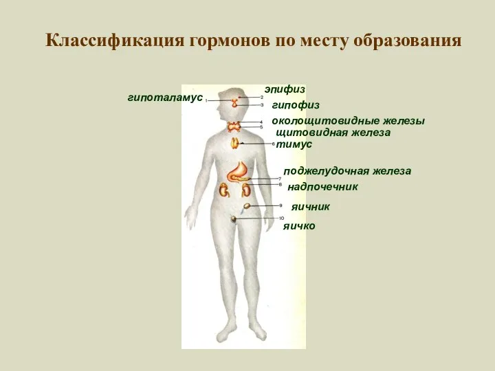 Классификация гормонов по месту образования гипоталамус эпифиз гипофиз околощитовидные железы щитовидная