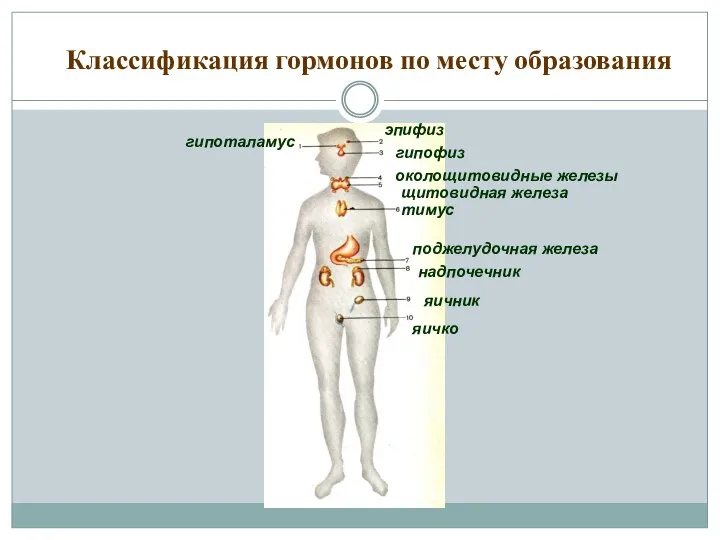 Классификация гормонов по месту образования гипоталамус эпифиз гипофиз околощитовидные железы щитовидная